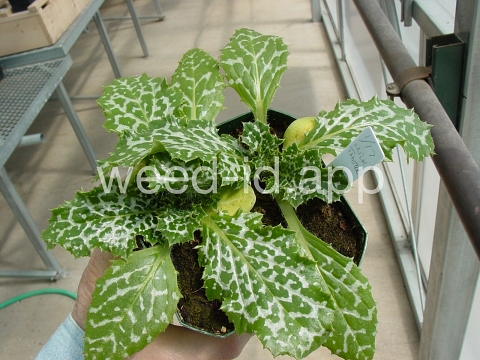 milkthistle, blessed